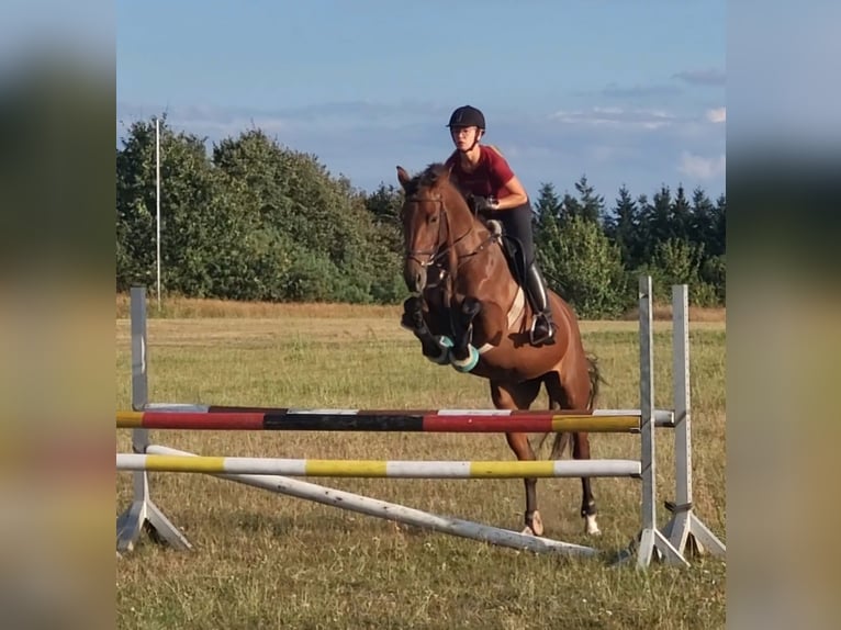 Oldenburger Merrie 6 Jaar 165 cm Bruin in Bülstringen