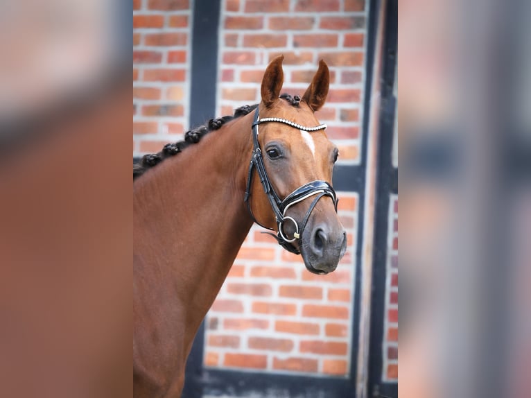 Oldenburger Merrie 6 Jaar 165 cm Donkere-vos in Ennigerloh