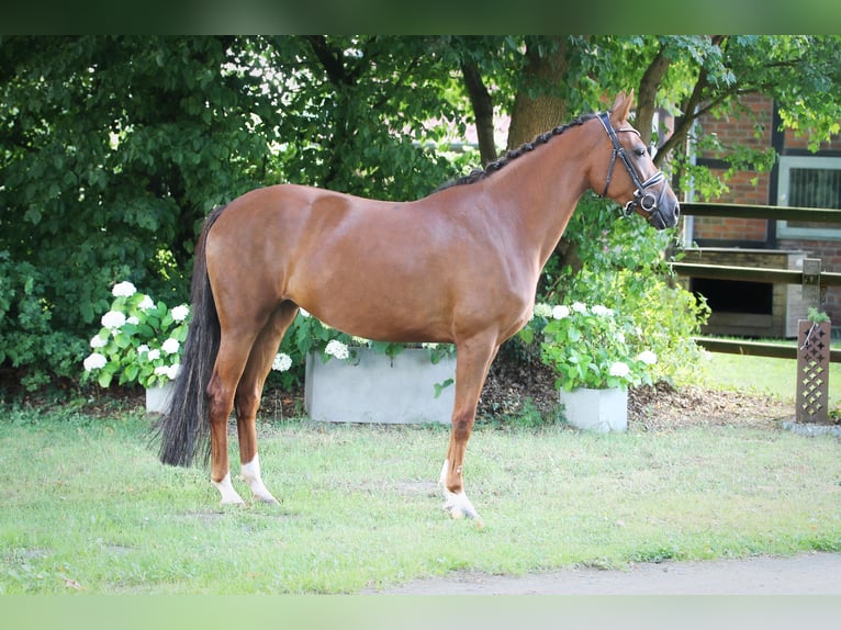 Oldenburger Merrie 6 Jaar 165 cm Donkere-vos in Ennigerloh