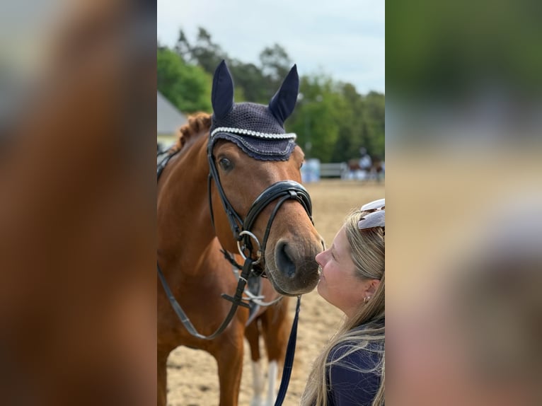 Oldenburger Merrie 6 Jaar 165 cm Vos in Groß Kreutz