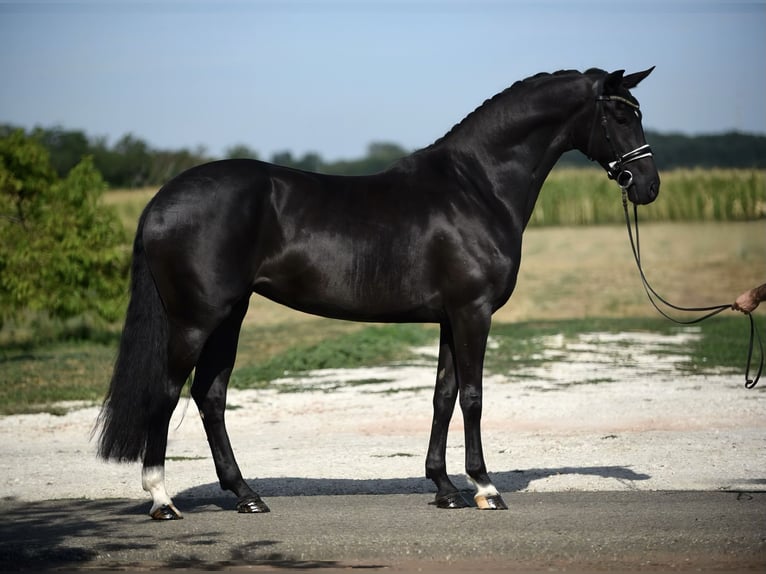 Oldenburger Merrie 6 Jaar 165 cm Zwart in Cegléd