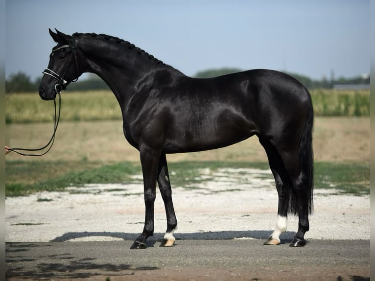 Oldenburger Merrie 6 Jaar 165 cm Zwart in Cegléd