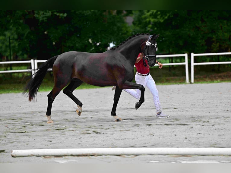Oldenburger Merrie 6 Jaar 165 cm Zwart in Goldbeck