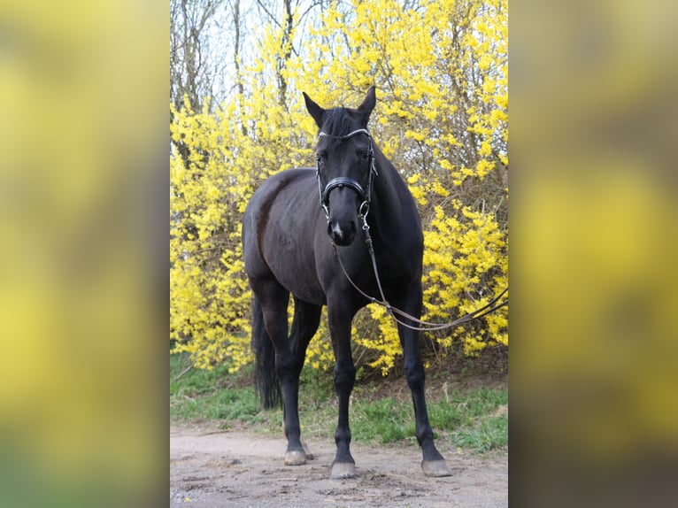 Oldenburger Merrie 6 Jaar 165 cm Zwart in Rothenburg/Oberlausitz