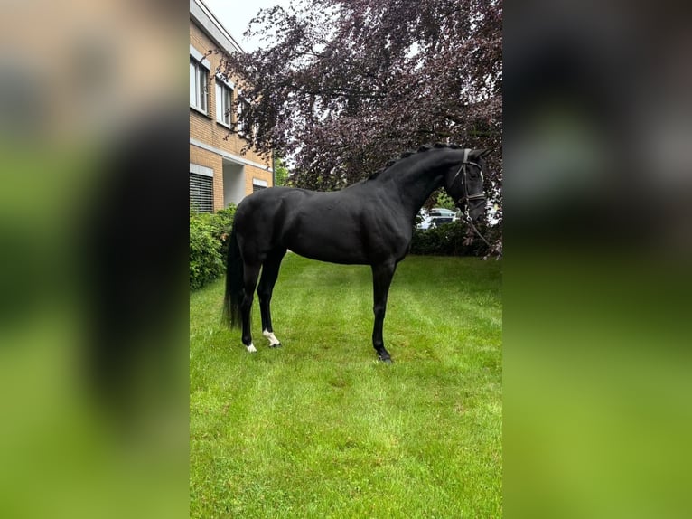 Oldenburger Merrie 6 Jaar 165 cm Zwart in Osnabrück