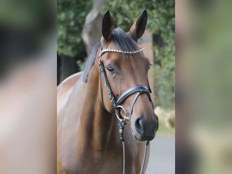 Oldenburger Merrie 6 Jaar 166 cm Bruin in Bakum