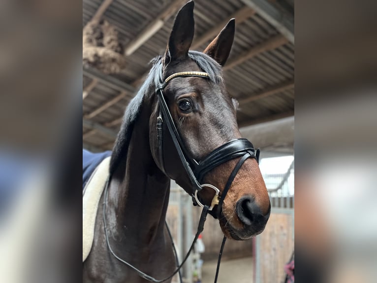 Oldenburger Merrie 6 Jaar 166 cm Donkerbruin in Blunk