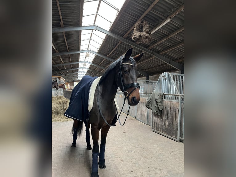 Oldenburger Merrie 6 Jaar 166 cm Donkerbruin in Blunk