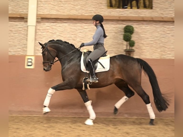 Oldenburger Merrie 6 Jaar 166 cm Donkerbruin in Wehringen