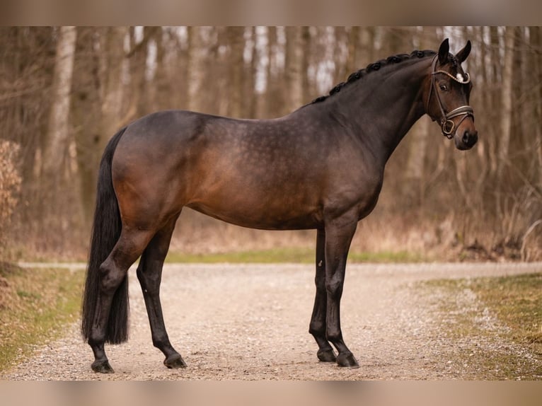 Oldenburger Merrie 6 Jaar 166 cm Donkerbruin in Wehringen