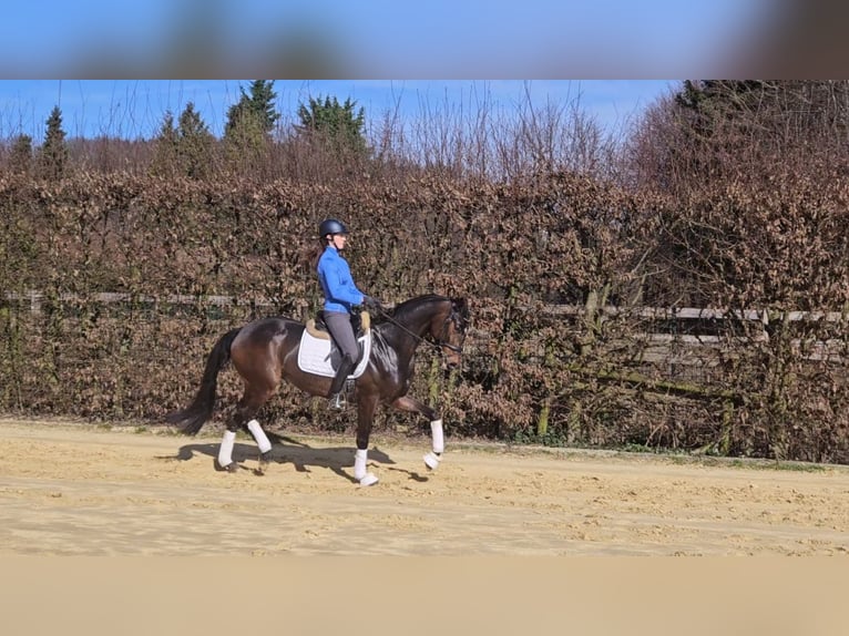 Oldenburger Merrie 6 Jaar 167 cm Bruin in Sprockhövel