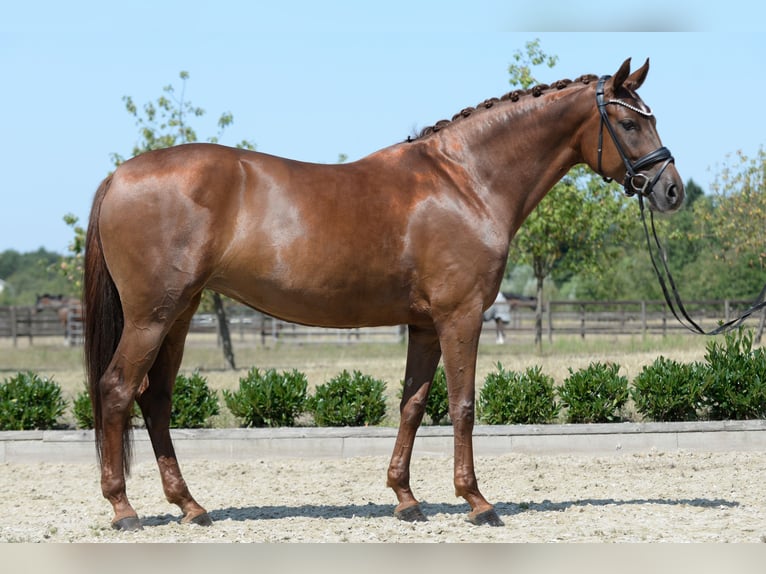 Oldenburger Merrie 6 Jaar 167 cm Vos in Sassenberg