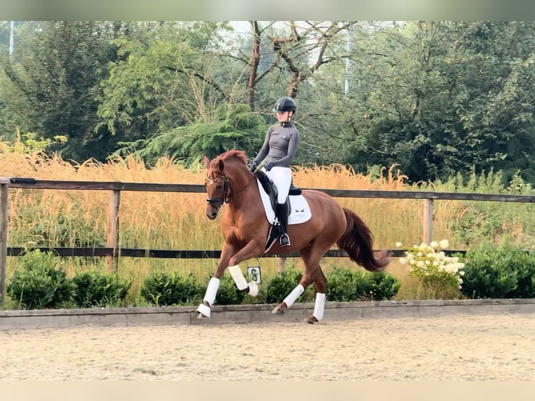 Oldenburger Merrie 6 Jaar 167 cm Vos in Sassenberg