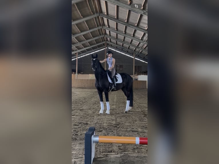 Oldenburger Merrie 6 Jaar 167 cm Zwart in Overath
