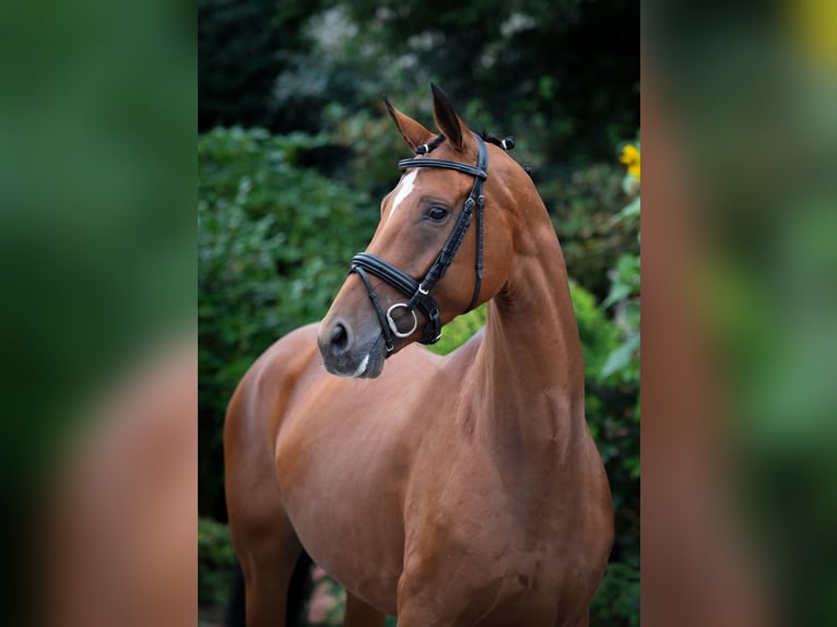 Oldenburger Merrie 6 Jaar 168 cm Bruin in Damme
