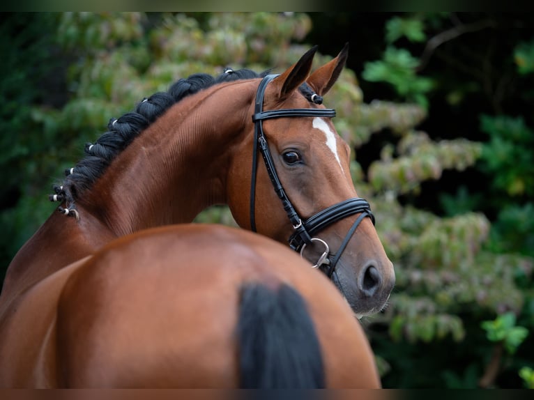 Oldenburger Merrie 6 Jaar 168 cm Bruin in Damme