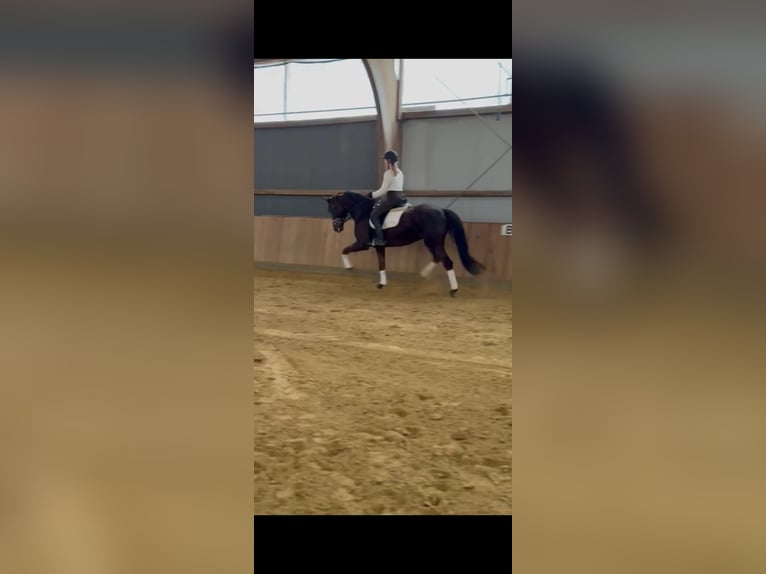 Oldenburger Merrie 6 Jaar 168 cm Bruin in Fuldabr&#xFC;ck