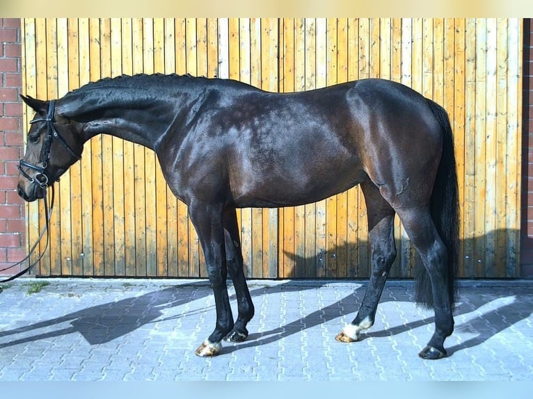 Oldenburger Merrie 6 Jaar 168 cm Bruin in Dornum