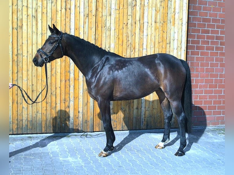 Oldenburger Merrie 6 Jaar 168 cm Bruin in Dornum