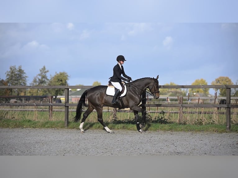 Oldenburger Merrie 6 Jaar 168 cm Bruin in Dronten