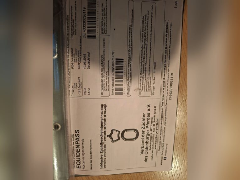 Oldenburger Merrie 6 Jaar 168 cm Donkerbruin in Eggenfelden