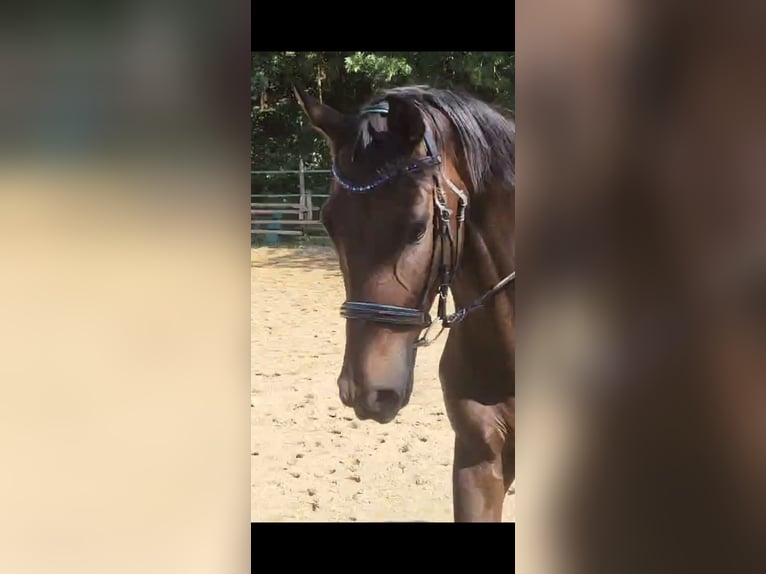 Oldenburger Merrie 6 Jaar 168 cm Donkerbruin in Eggenfelden