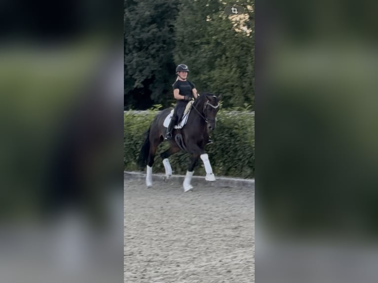 Oldenburger Merrie 6 Jaar 168 cm Donkerbruin in GrevenGreven