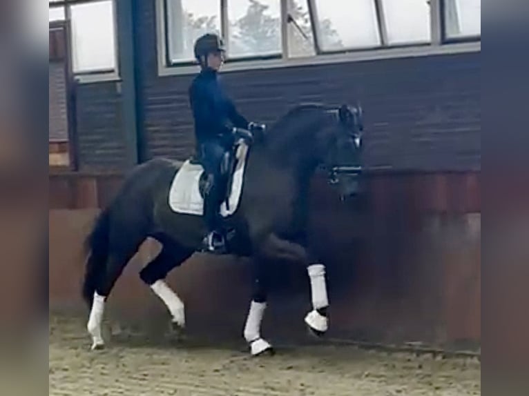 Oldenburger Merrie 6 Jaar 168 cm Donkere-vos in Vechta Oldenburger Merrie 6 Jaar 168 cm Donkere-vos in Vechta