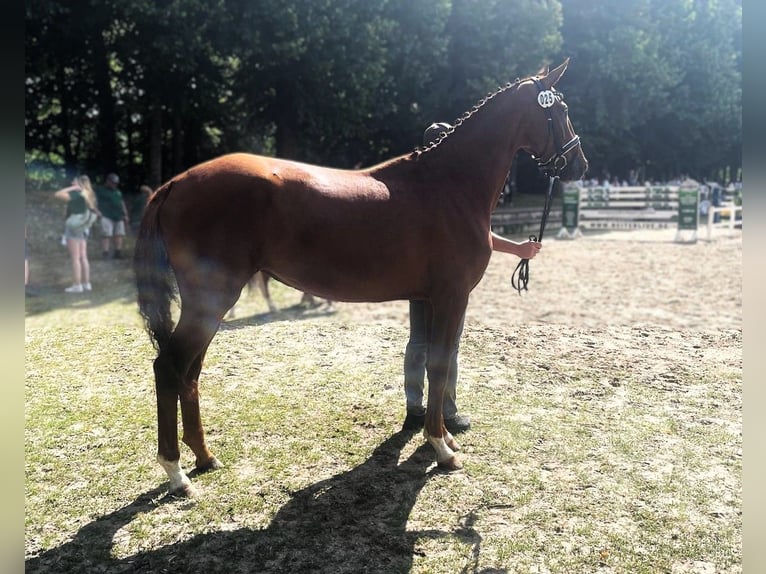 Oldenburger Merrie 6 Jaar 168 cm Donkere-vos in Minden