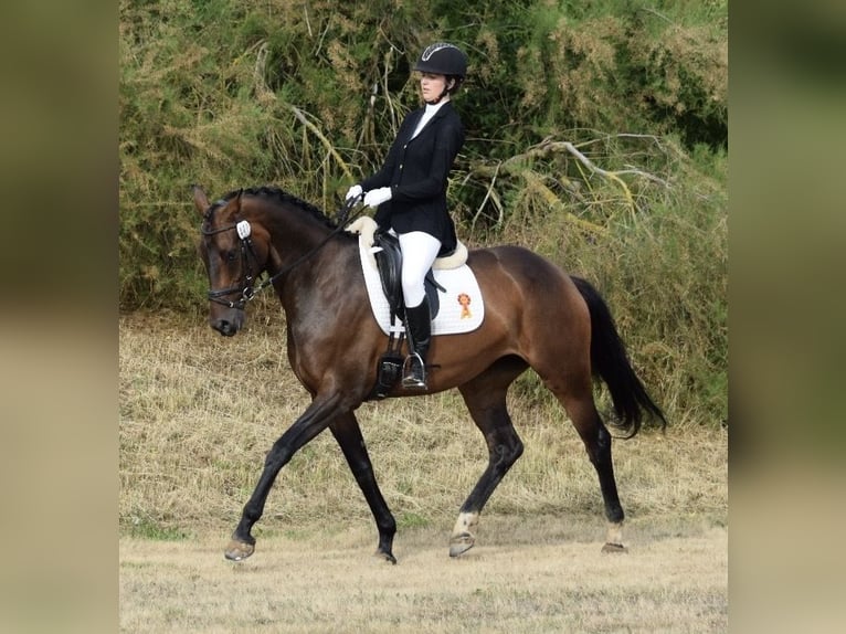 Oldenburger Merrie 6 Jaar 169 cm Bruin in Stendal