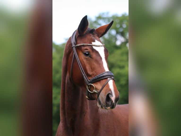 Oldenburger Merrie 6 Jaar 169 cm Bruin in Norderstedt