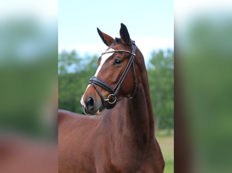 Oldenburger Merrie 6 Jaar 169 cm Bruin in Norderstedt