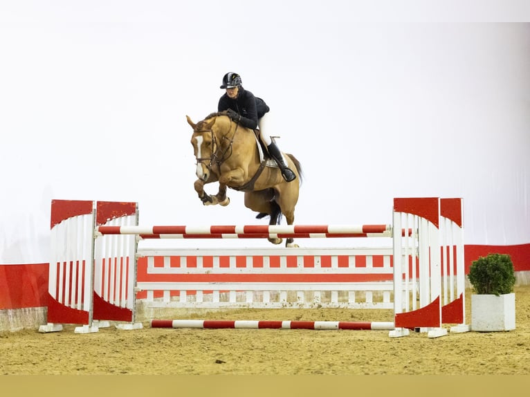 Oldenburger Merrie 6 Jaar 169 cm  in Waddinxveen