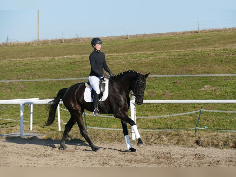Oldenburger Merrie 6 Jaar 169 cm Zwart in Ganschow