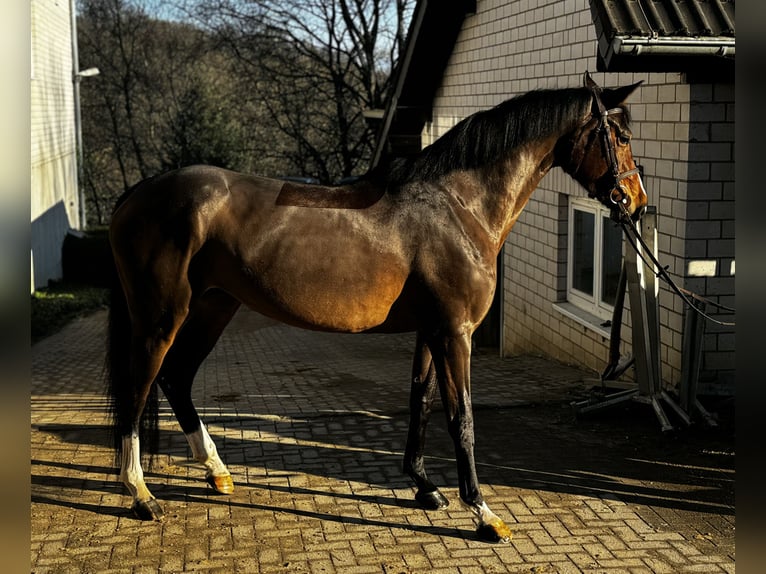 Oldenburger Merrie 6 Jaar 170 cm Bruin in Kürten