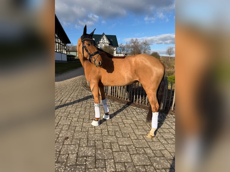 Oldenburger Merrie 6 Jaar 170 cm Vos in Haiger