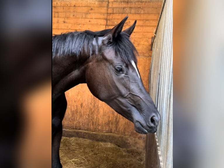 Oldenburger Merrie 6 Jaar 170 cm Zwart in Vechta