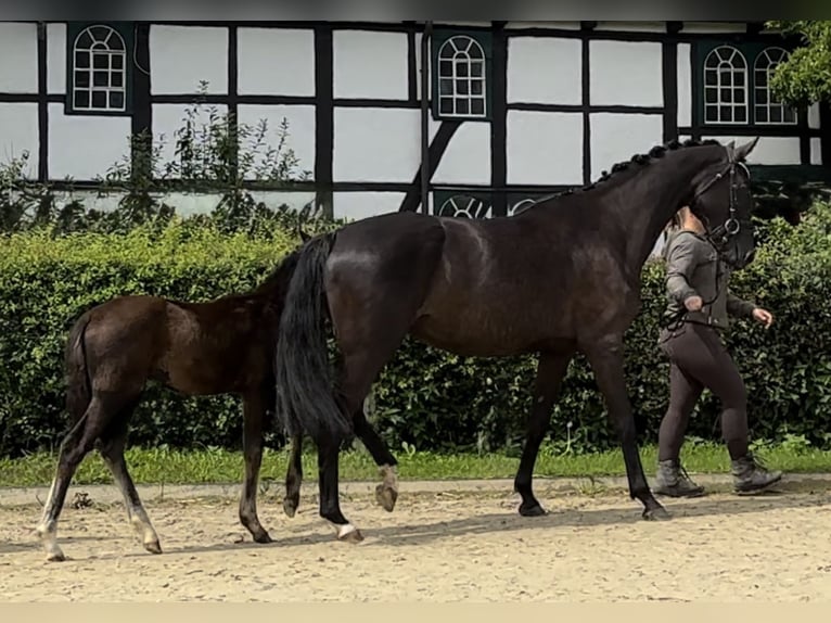 Oldenburger Merrie 6 Jaar 170 cm Zwart in Vechta