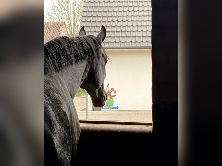 Oldenburger Merrie 6 Jaar 170 cm Zwart in Vechta