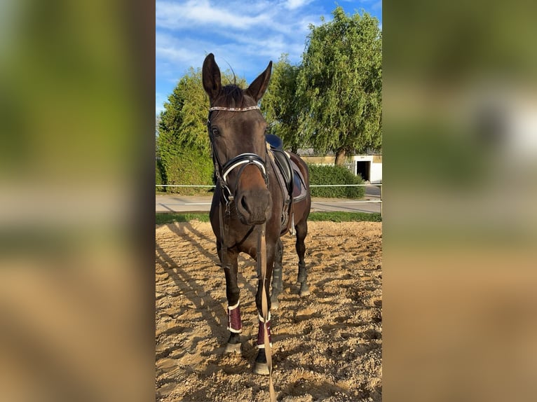 Oldenburger Merrie 6 Jaar 170 cm Zwartbruin in Wusterhusen