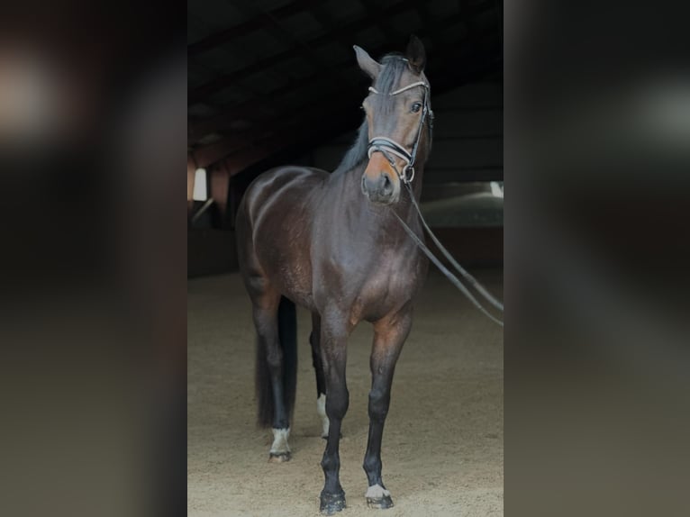 Oldenburger Merrie 6 Jaar 171 cm Bruin in Kietz