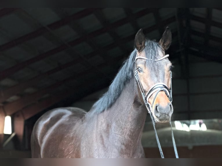 Oldenburger Merrie 6 Jaar 171 cm Bruin in Kietz