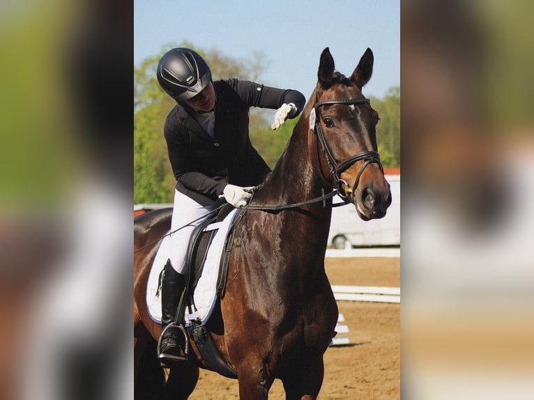 Oldenburger Merrie 6 Jaar 172 cm Donkerbruin in Düren