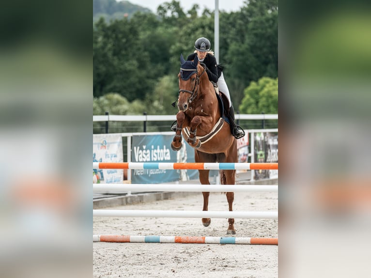 Oldenburger Merrie 6 Jaar 172 cm Donkerbruin in Motešice