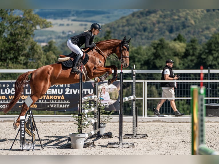 Oldenburger Merrie 6 Jaar 172 cm Donkerbruin in Motešice