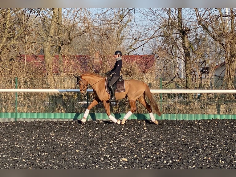 Oldenburger Merrie 6 Jaar 172 cm Vos in Bliesdorf