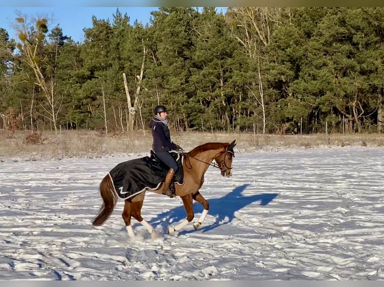 Oldenburger Merrie 6 Jaar 172 cm Vos in Bliesdorf