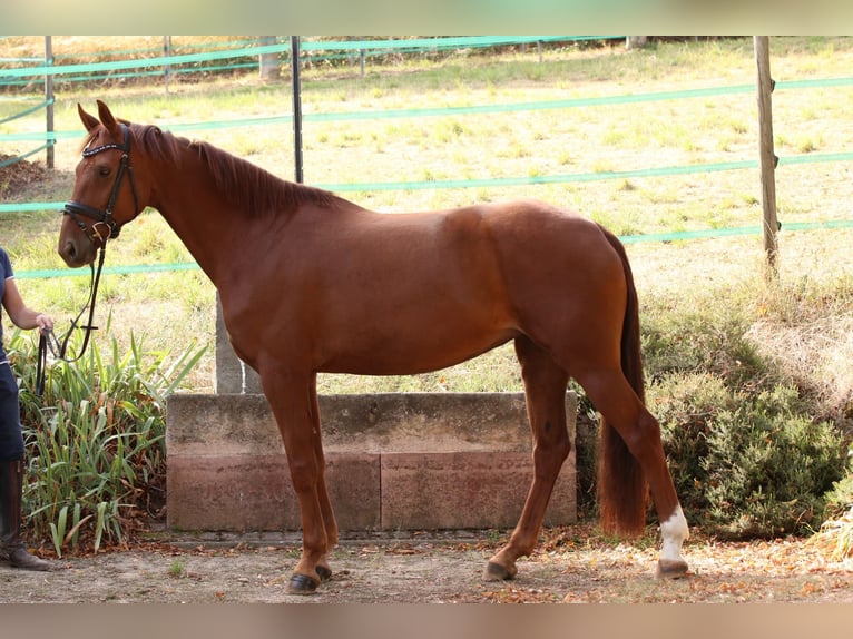 Oldenburger Merrie 6 Jaar 172 cm Vos in Ober-Flörsheim