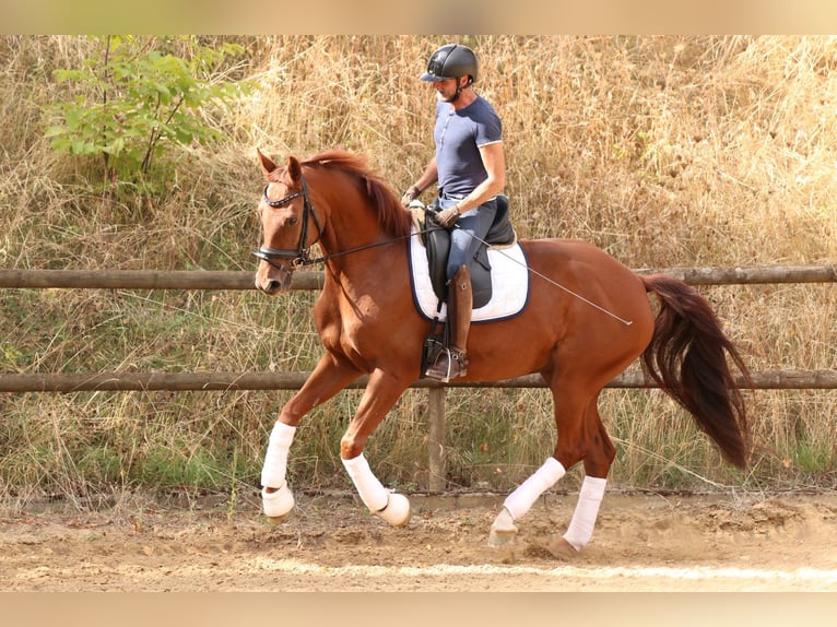 Oldenburger Merrie 6 Jaar 172 cm Vos in Ober-Flörsheim