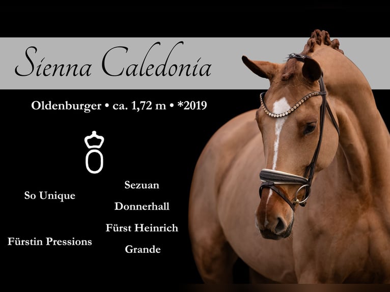 Oldenburger Merrie 6 Jaar 172 cm Vos in Wehringen